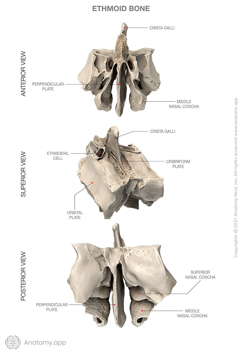 Ethmoid bone, anatomical landmarks, three views (anterior, superior, posterior)