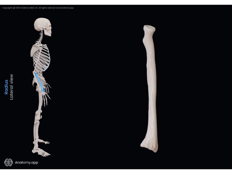 Radius, Radial bone, Bones of forearm, Skeleton of upper limb, Free upper extremity