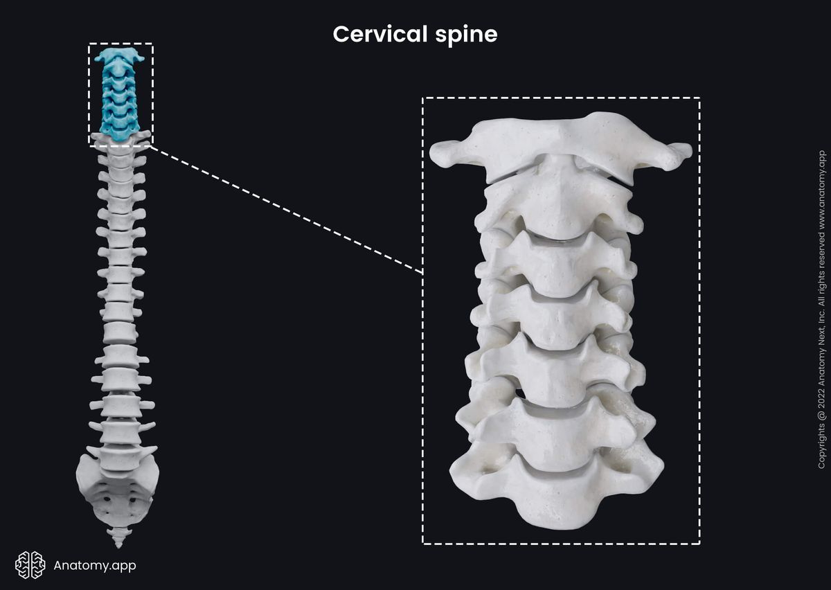 Cervical vertebrae, Cervical spine, Seven cervical vertebrae, Anterior view