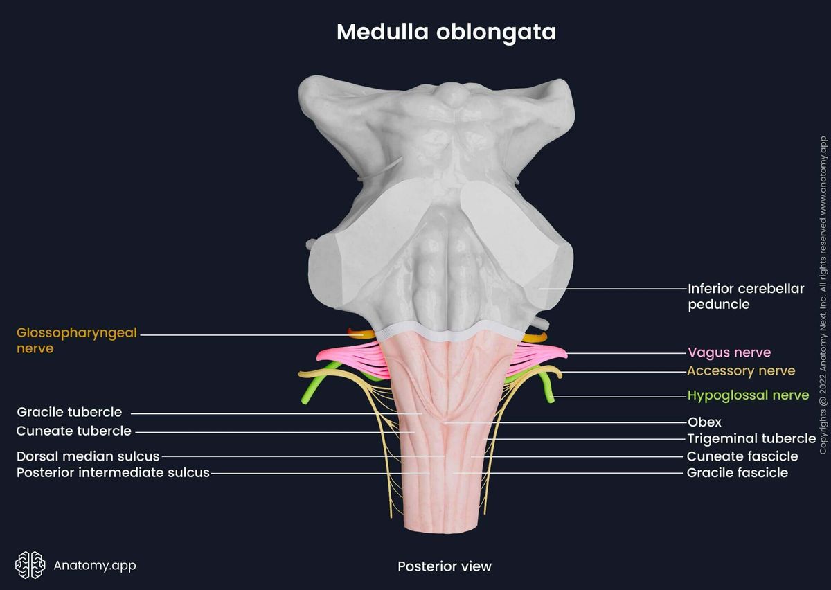 Medulla oblongata, dorsal surface, external landmarks, cranial nerve exits