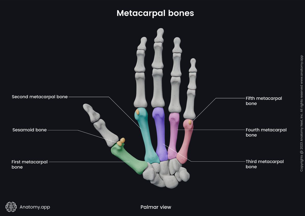Upper limb, Skeletal system, Hand bones, Hand skeleton, Human skeleton, Metacarpal bones, Sesamoid bones, Palmar view 
