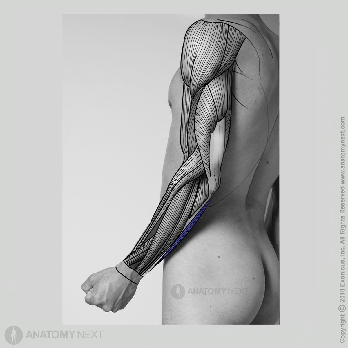 Flexor carpi ulnaris, Forearm muscles, Muscles of forearm, Muscles of upper limb, Arm muscles, Anterior forearm compartment, Anterior compartment muscles, Anterior compartment of forearm, Human muscles