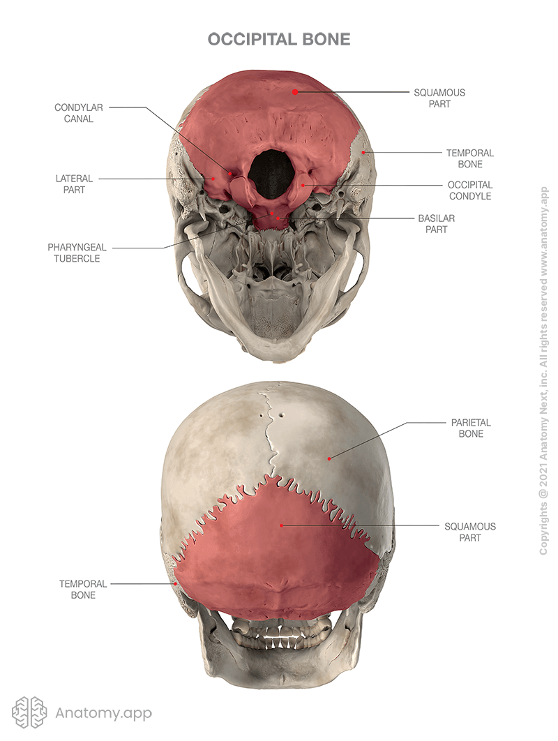 Skull, occipital bone colored, inferior view, posterior view, parts of occipital bone
