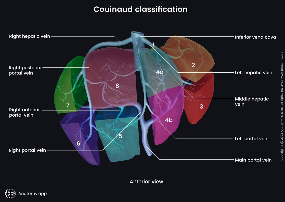 Liver, Coinaud classification, Liver segments, Hepatic portal vein, Portal vein, Hepatic veins, Vasculature of liver, Blood supply of liver, Venous drainage of liver, Functional anatomy of liver