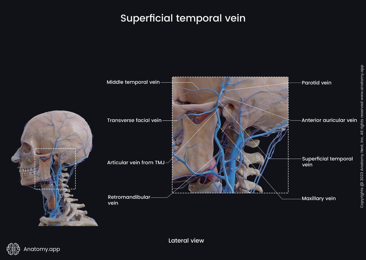 Head and neck veins, Extracranial veins, Superficial neck veins, Deep neck veins, Superficial temporal vein, Tributaries of superficial temporal vein, Tributaries zoomed in, Lateral view