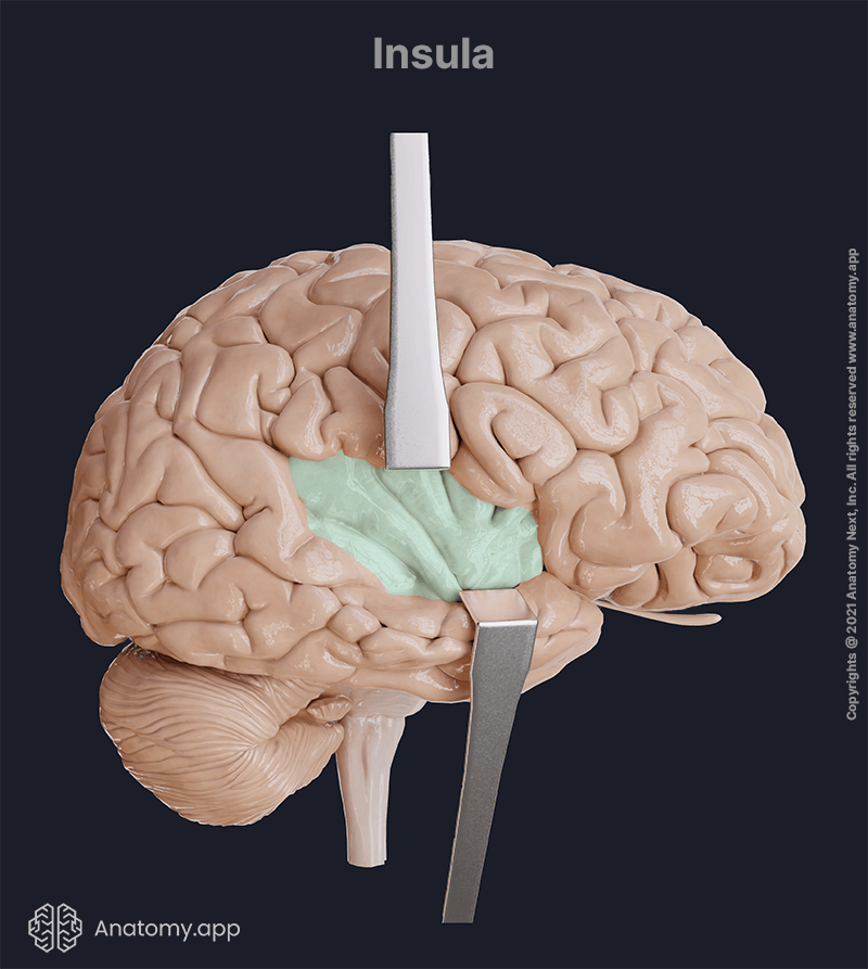 Insula, lobe of brain, brain lobes, brain anatomy, cerebrum