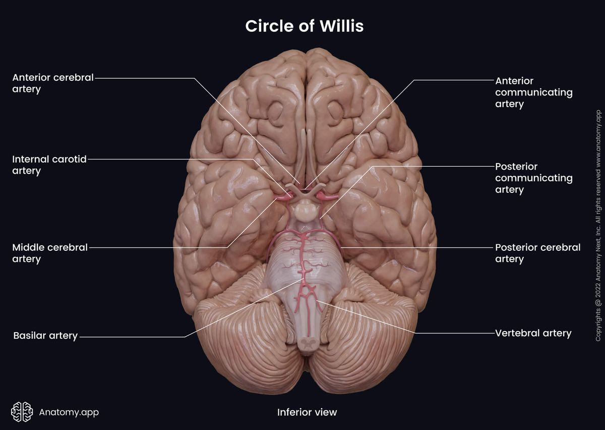 Circle of WIllis, Brain, Brainstem, Cerebellum, ANterior circulation system, Posterior circulation system, Vertebrobasilar system, Blood supply, Inferior view
