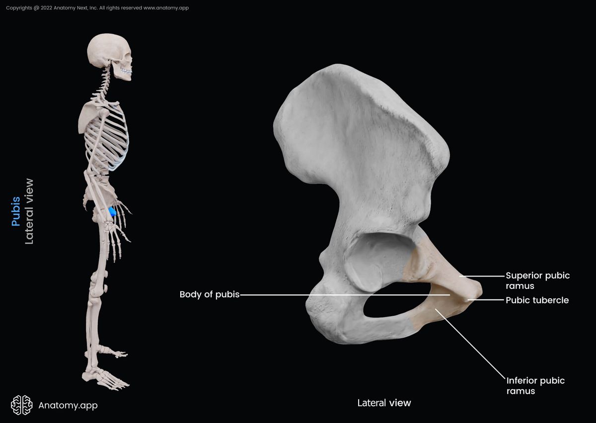 Pubis, Pubic bone, Hip bone, Pelvic girdle, Pelvic girdle bones, Human skeleton, Pelvis, Landmarks of pubis, Lateral view of pubis