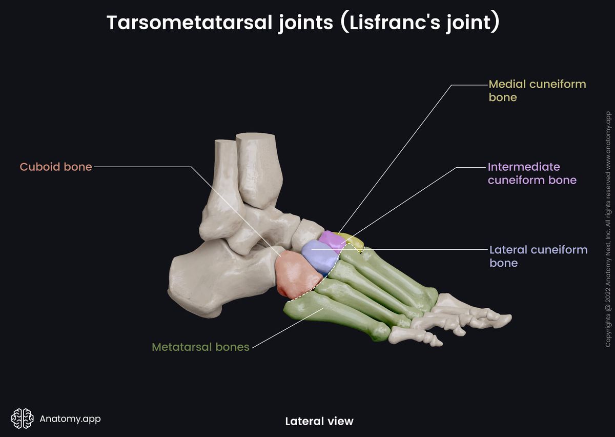 Tarsometatarsal joints, Lisfranc's joint, Human foot, Foot skeleton, Metatarsals, Tarsals, Tarsal bones, Colored bones, Lateral view