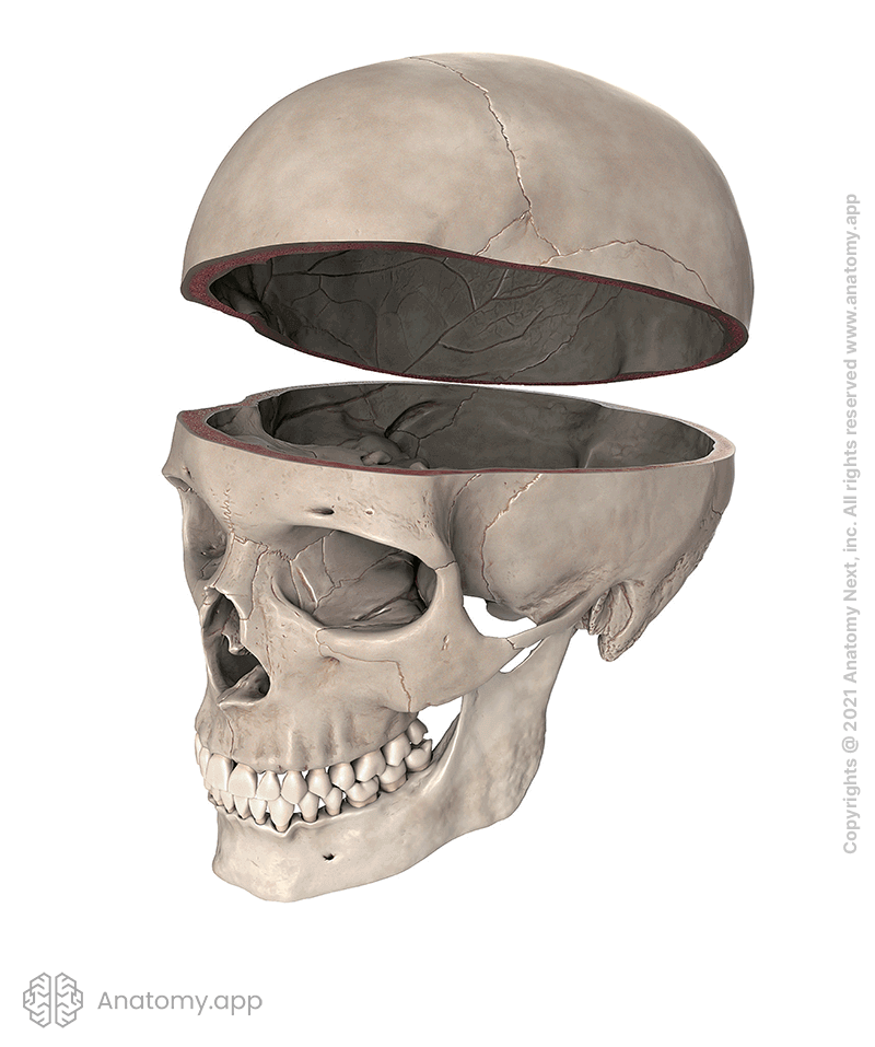 Cranial cavity, skull, calvaria removed