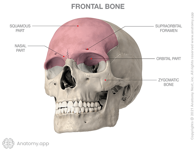 Skull, frontal bone colored pink, parts of frontal bone, external surface