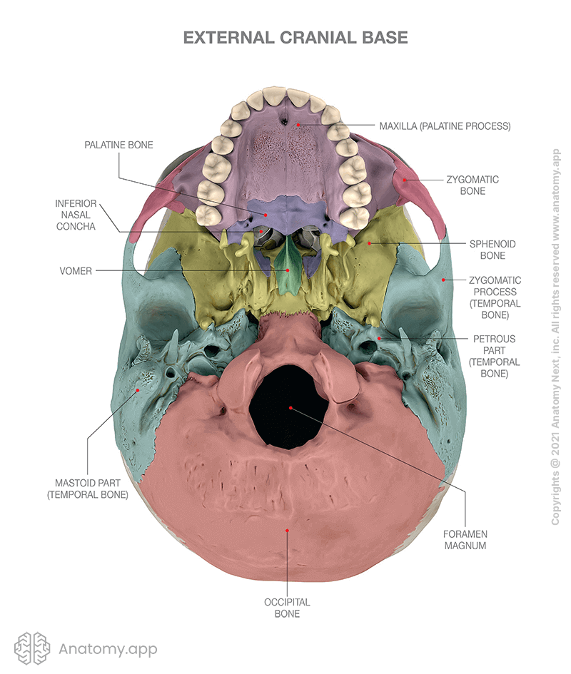 Bones forming the external cranial base (colored)