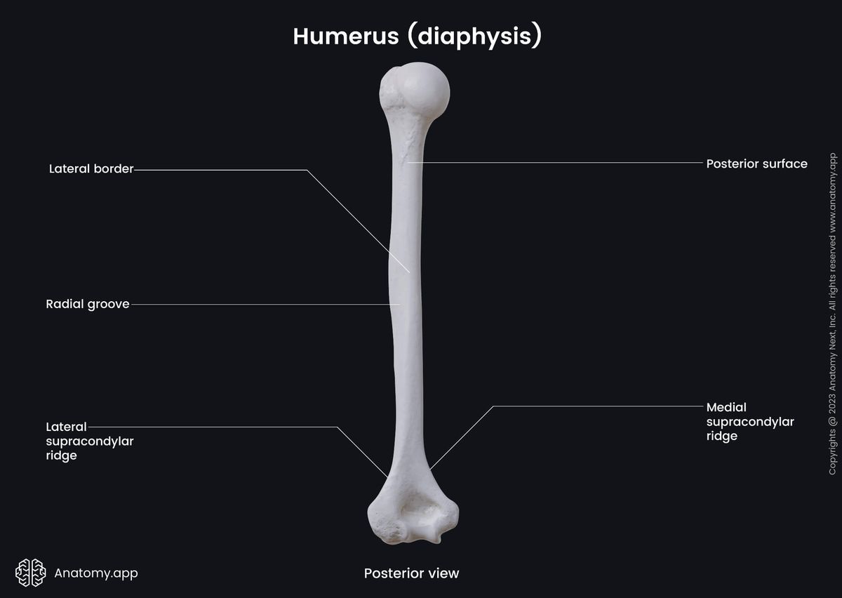 Skeleton of upper limb, Upper arm, Upper arm bone, Bones of upper limb, Humerus, Diaphysis, Landmarks, Posterior view