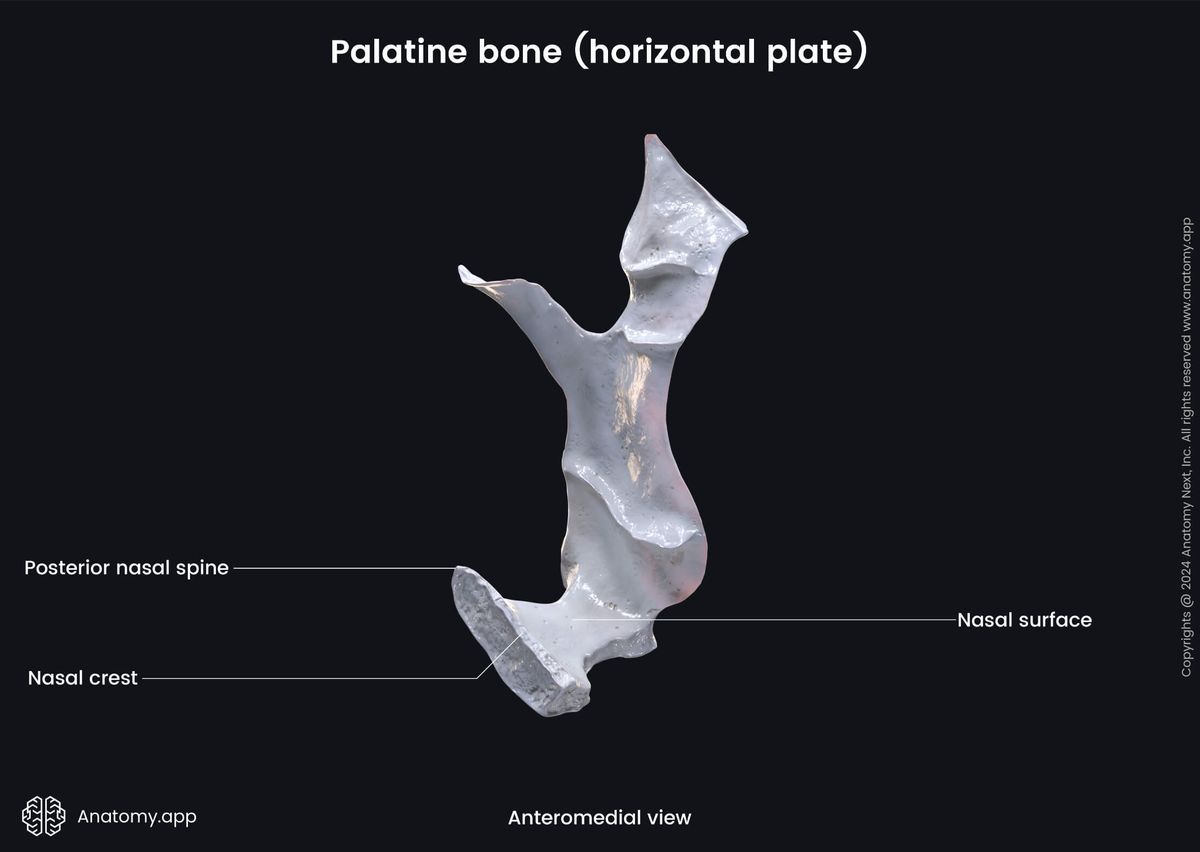 Head and neck, Skull, Viscerocranium, Facial skeleton, Palatine bone, Horizontal plate of palatine bone, Landmarks of palatine bone, Nasal surface of horizontal plate, Anteromedial view