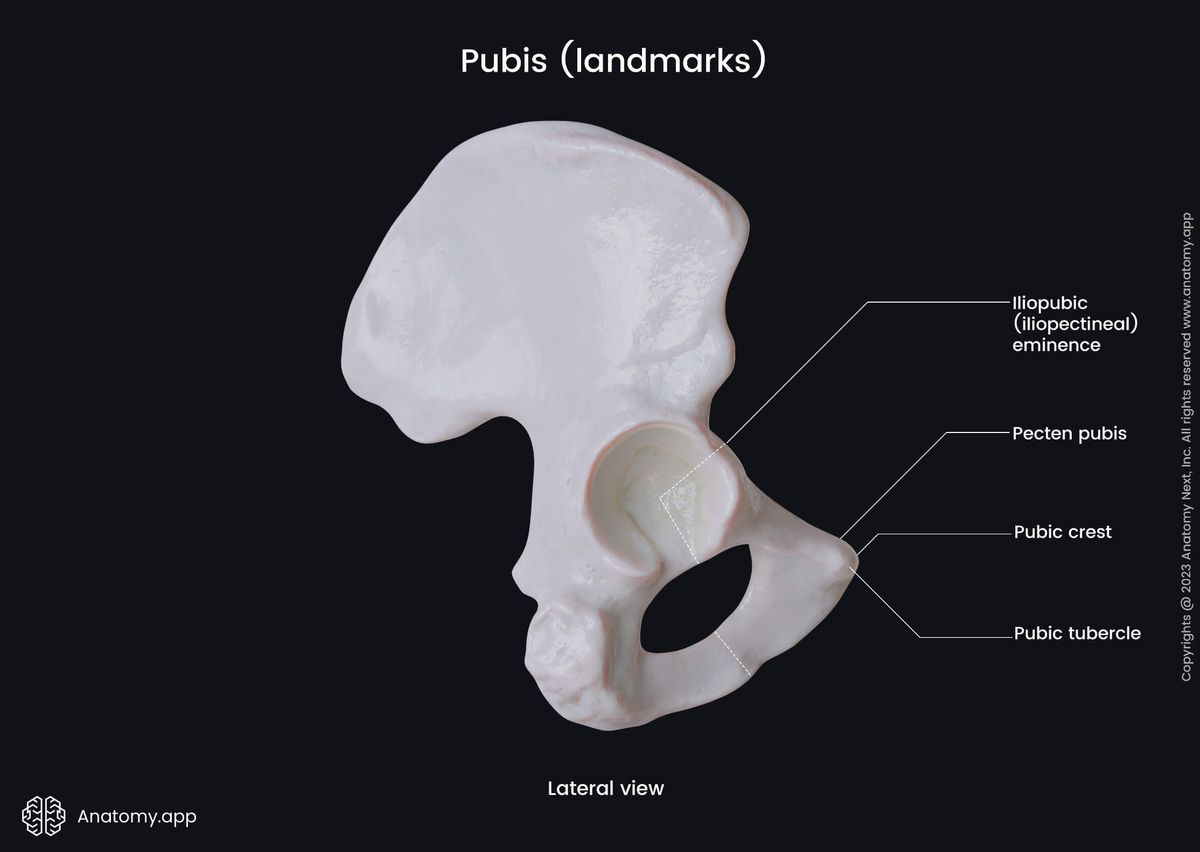 Pubis, Pubic bone, Hip bone, Pelvic girdle, Pelvic girdle bones, Human skeleton, Landmarks of pubis, Lateral view of pubis
