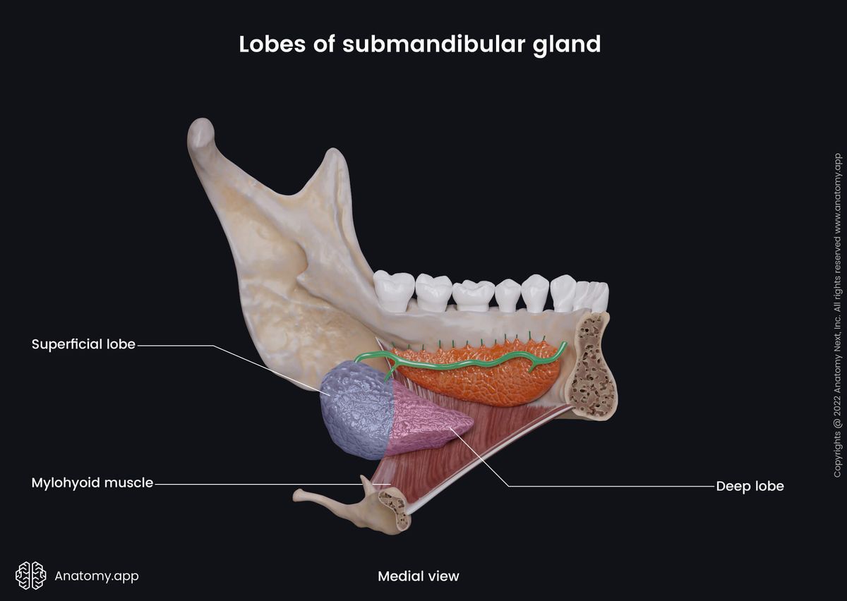 Salivary glands, Submandibular gland, Lobes, Superficial lobe, Deep lobe, Mylohyoid muscle, Sublingual gland, Medial view