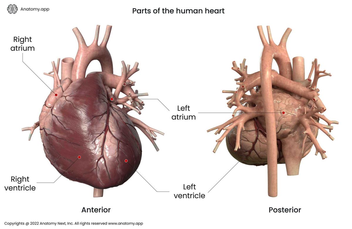 Heart in anterior and posterior views, parts of the heart: right/left atrium, right/left ventricle
