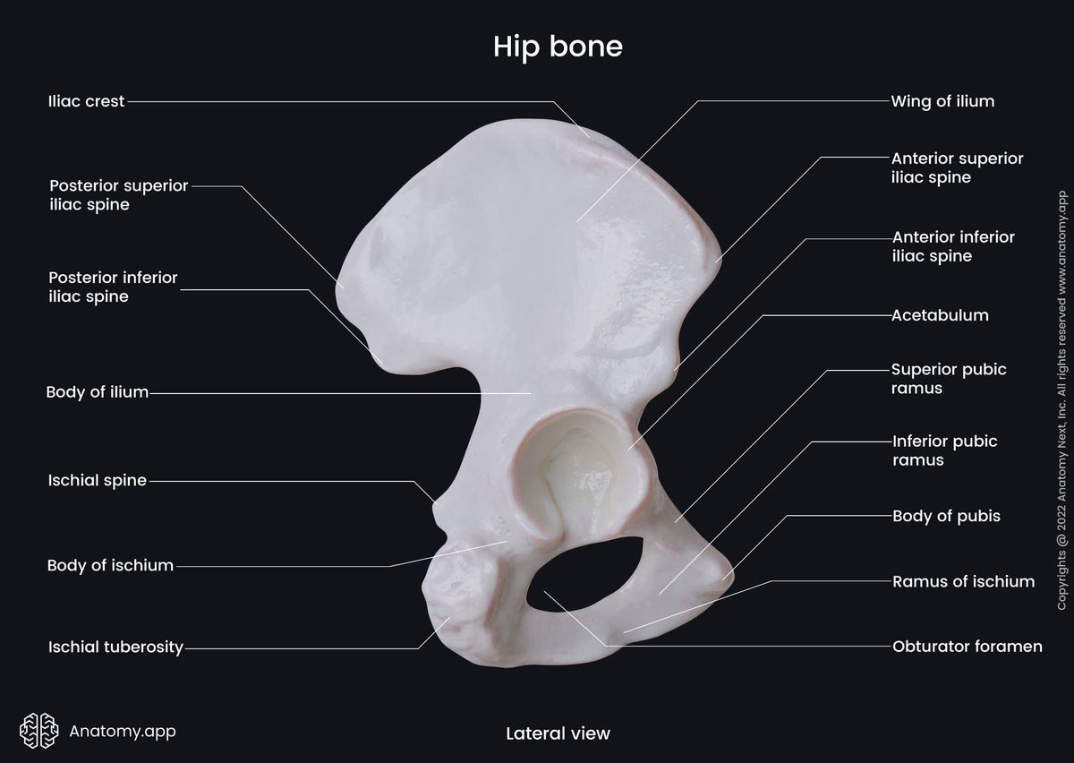 hip bone labeled