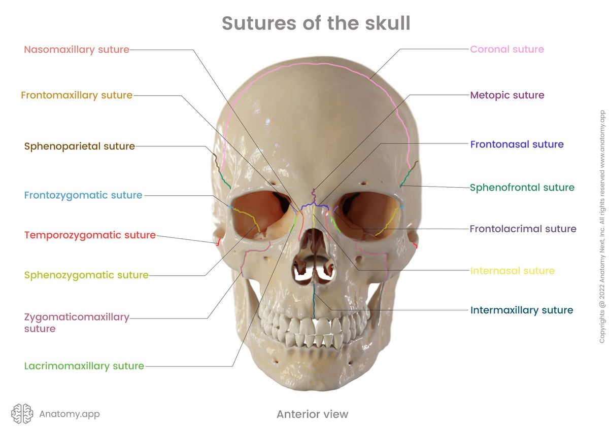 Skull, Sutures, Viscerocranium, Neurocranium, Anterior view
