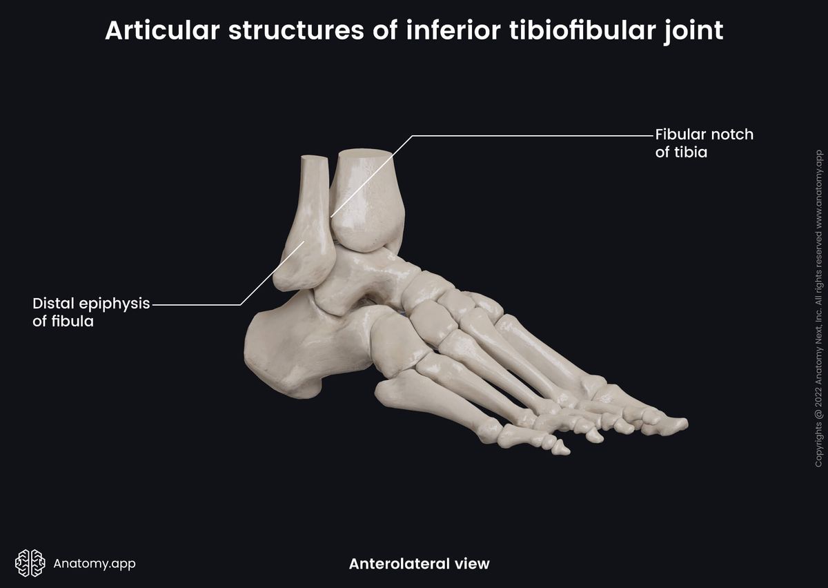 Inferior tibiofibular joint, Distal tibiofibular joint, Distal tibiofibular syndesmosis, Inferior tibiofibular syndesmosis, Articular structures, Human foot, Bones of foot, Fibula, Tibia, Anterolateral view