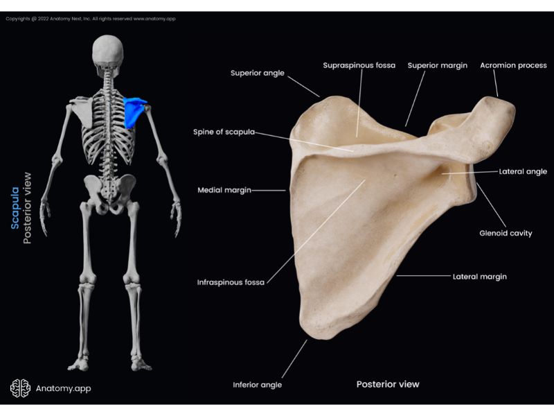 Scapula, Shoulder blade, Posterior surface of scapula, Landmarks of scapula, Skeleton of upper limb, Bones of shoulder girdle, Shoulder girdle