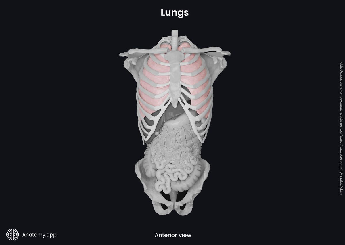 Lungs, Thorax, Thoracic cavity, Abdominal cavity, Abdomen, Abdominal organs, Anterior view, Human trunk