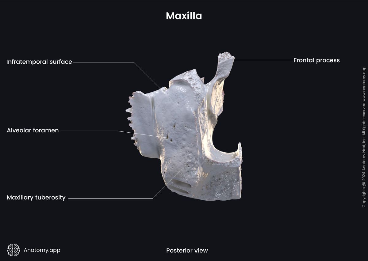 Head and neck, Skull, Viscerocranium, Facial skeleton, Maxilla, Upper jaw, Landmarks of maxilla, Posterior view