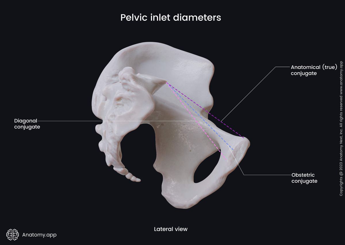 Pelvis, Pelvic inlet, Pelvic inlet diameters, Anatomical conjugate, True conjugate, Diagonal conjugate, Obstetric conjugate, Lateral view