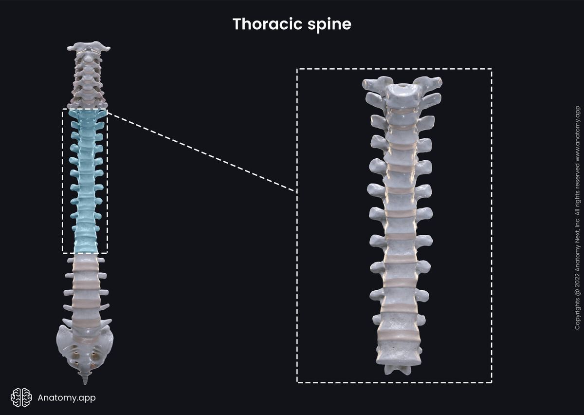Spine, Thoracic spine, Cervical spine, Lumbar spine, Sacrum, Coccyx, Anterior view