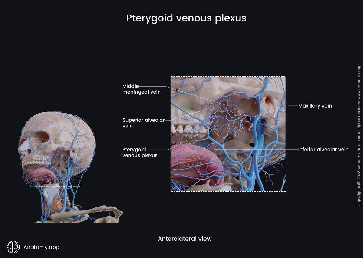 Veins of the head and neck, Extracranial veins, Pterygoid venous plexus, Tributaries, Anterolateral view, Maxillary artery