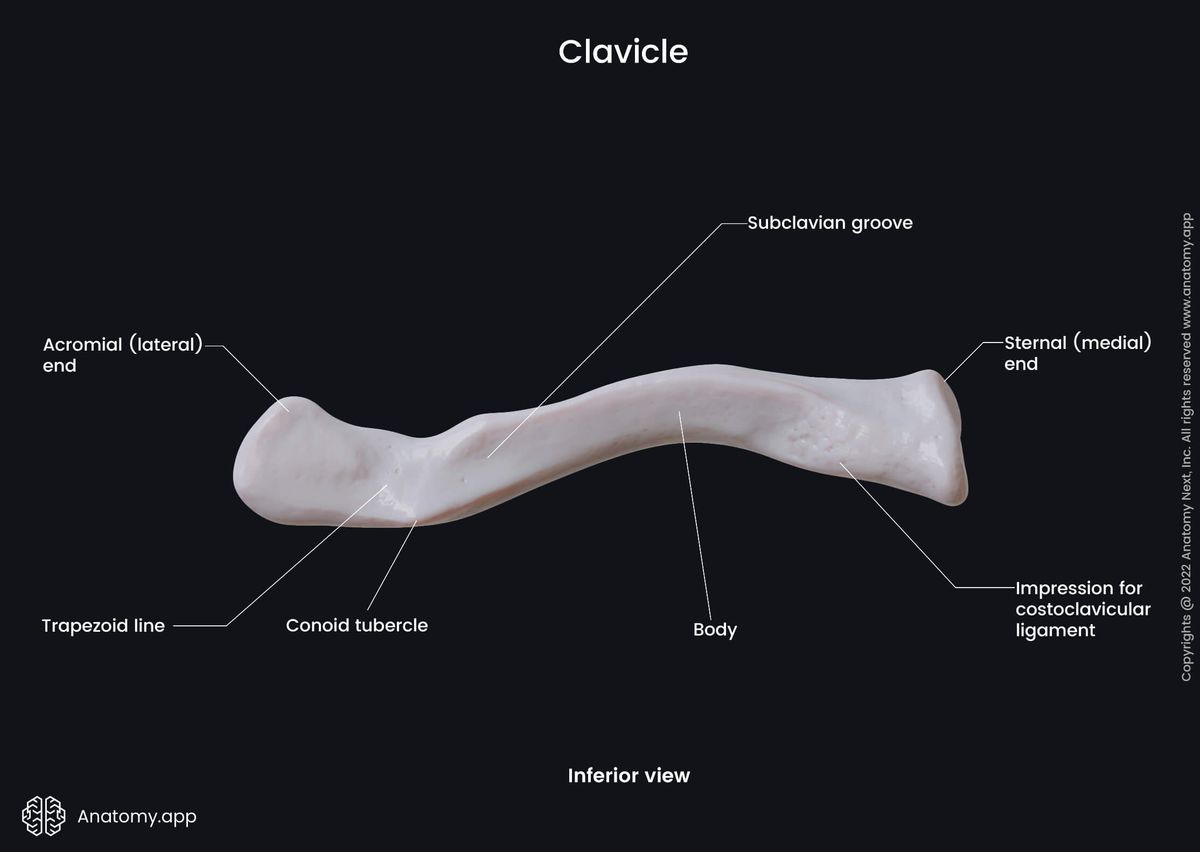 Clavicle, Collarbone, Landmarks of clavicle, Parts of clavicle, Skeleton of upper limb, Bones of shoulder girdle, Shoulder girdle, Inferior view