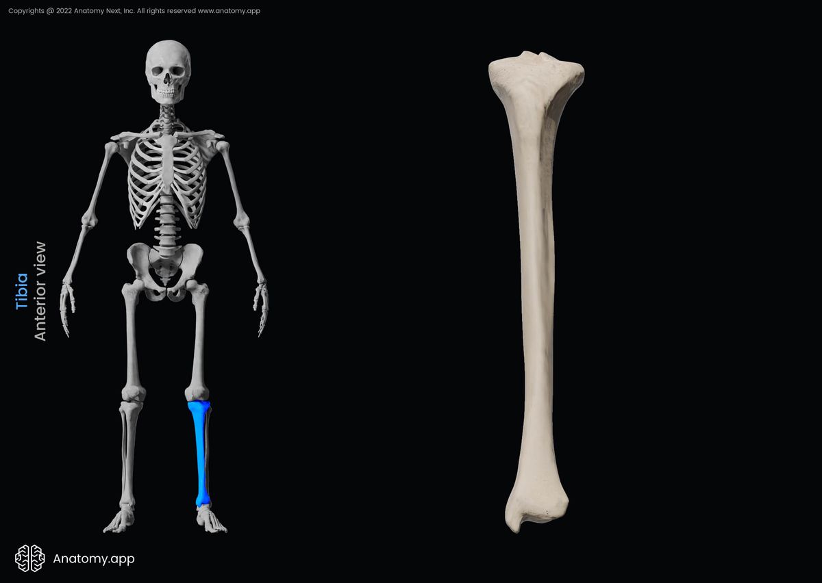 Tibia, Shinbone, Bones of lower leg, Skeleton of lower limb, Leg bones, Human skeleton, Anterior view of tibia