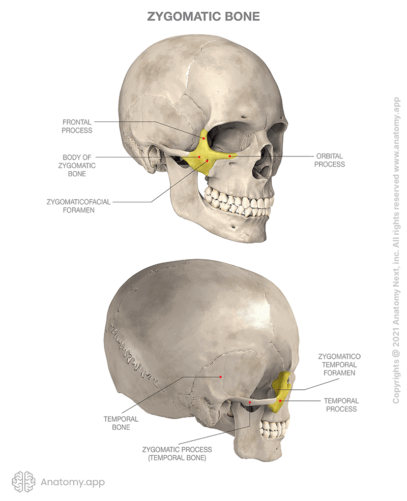 Skull, zygomatic bone colored, two aspects