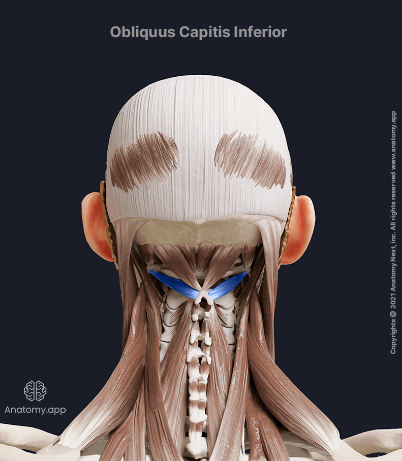 Obliquus capitis inferior, Suboccipital muscles, Posterior neck muscles, Neck muscles, Head and neck muscles, Posterior view, Obliquus capitis inferior muscle colored blue