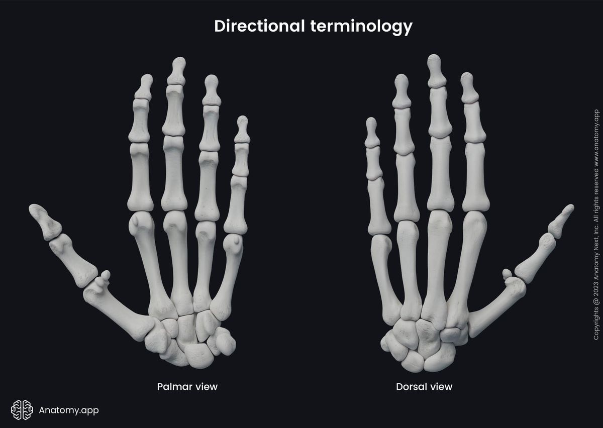 Anatomical terminology, Human skeleton, Human hand, Hand bones, Palmar view, Dorsal view