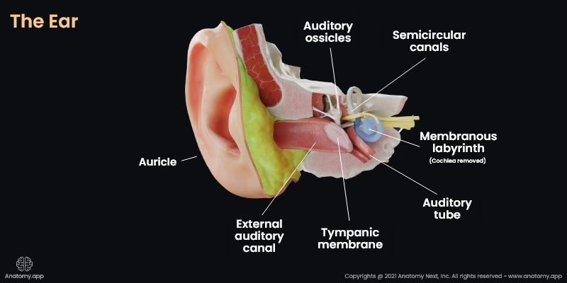 Anatomy of the human ear, structures of the ear: auricle, external auditory canal (external acoustic meatus), auditory ossicles, semicircular canals, auditory tube, membranous labyrinth