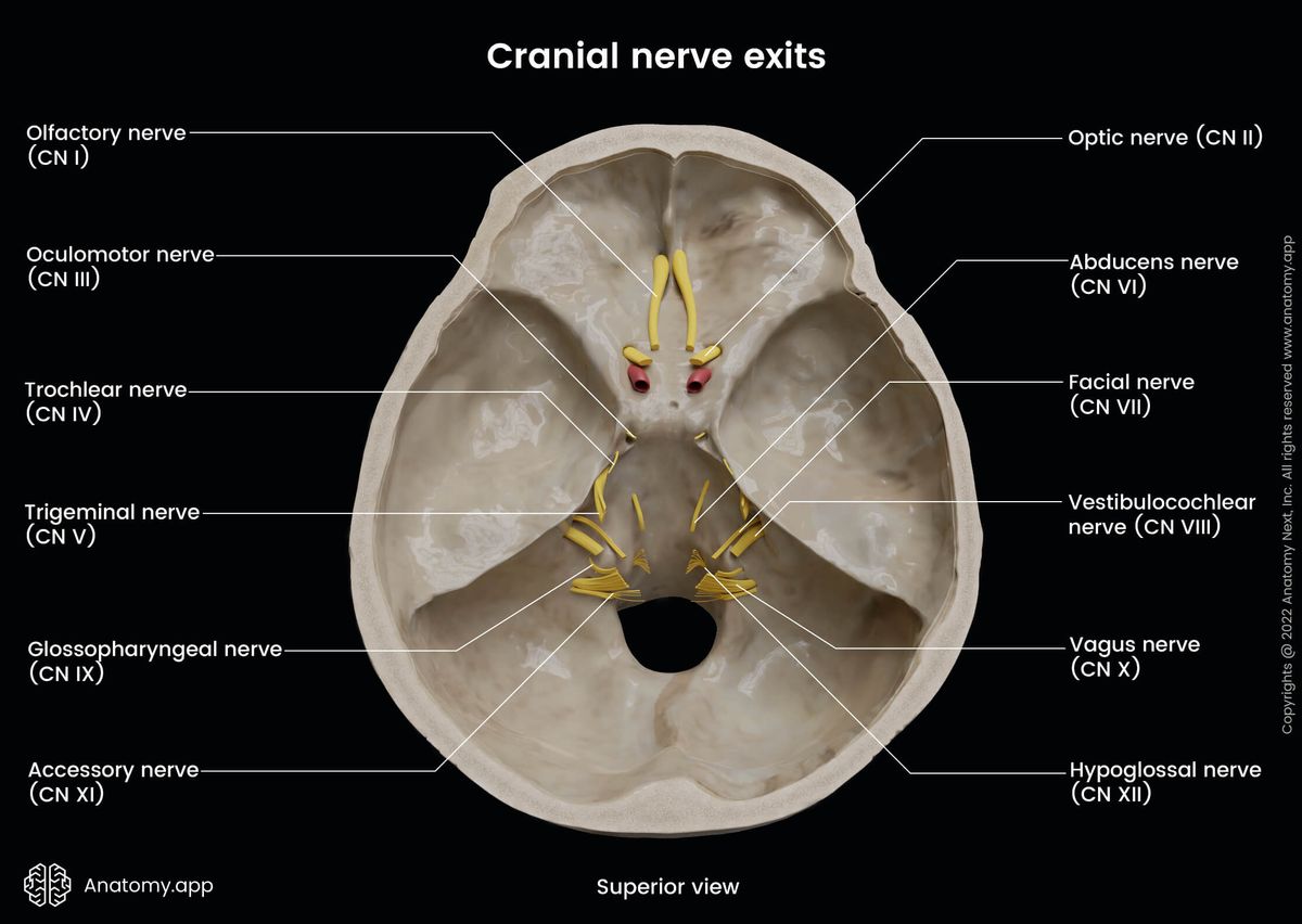 Cranial nerves, CN, Cranial nerve exits, Skull, Foramina, Skull base, Superior view