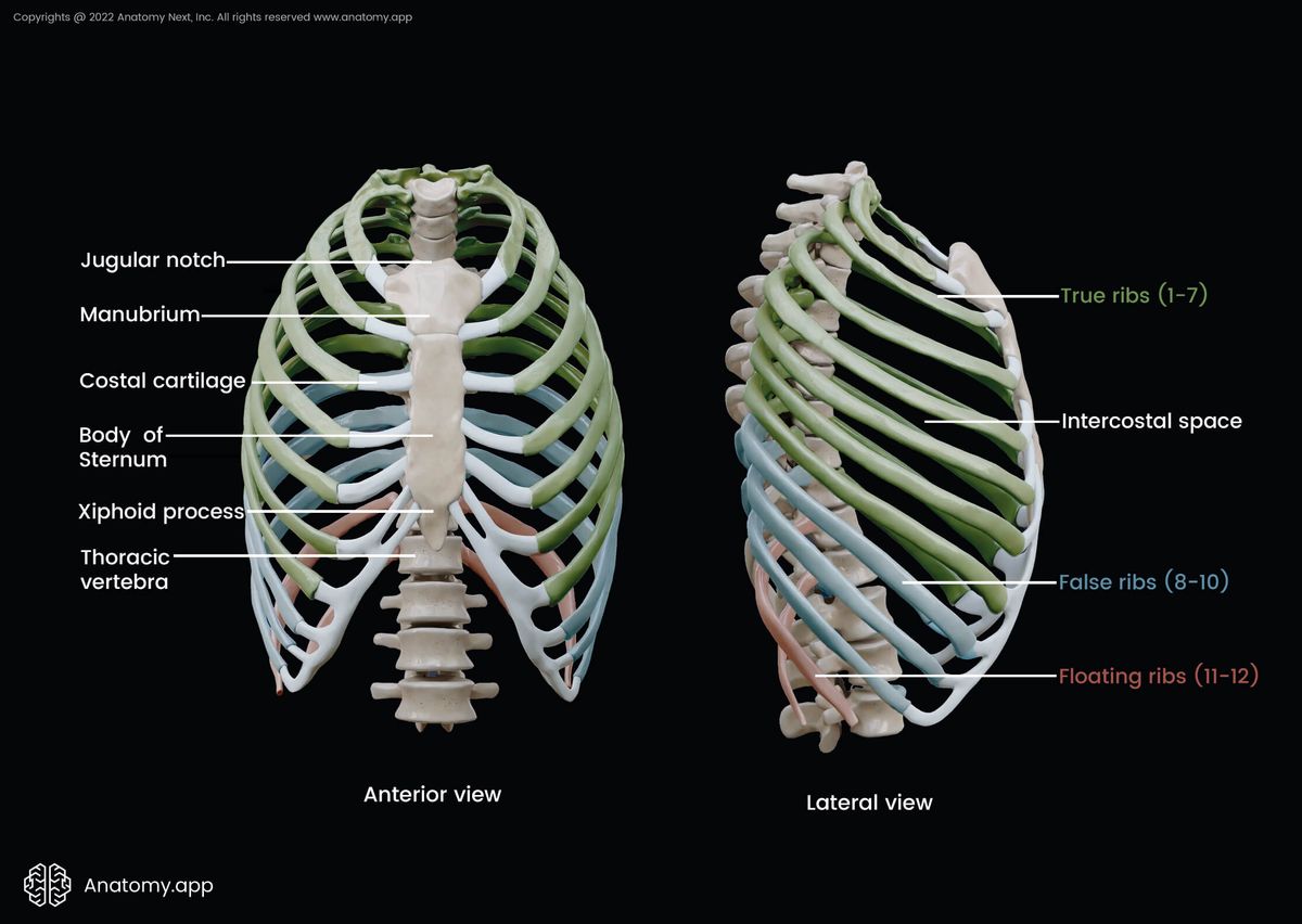 Ribs, True ribs, False ribs, Floating ribs, Intercostal space, Sternum, Thoracic vertebrae, Rib cage, Thoracic cage, Human thorax, Anterior view of rib cage, Lateral view of rib cage