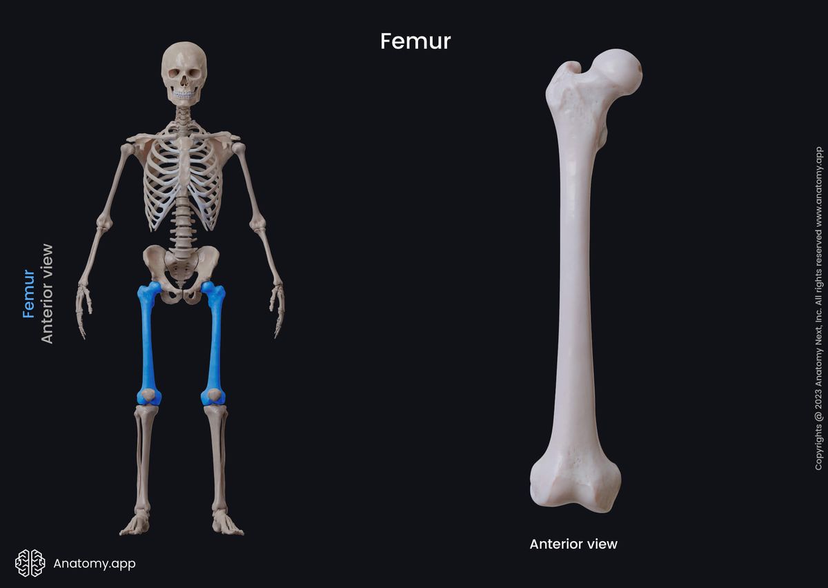Femur, Thigh bone, Skeleton of lower limb, Human thigh, Anterior view of femur, Human skeleton