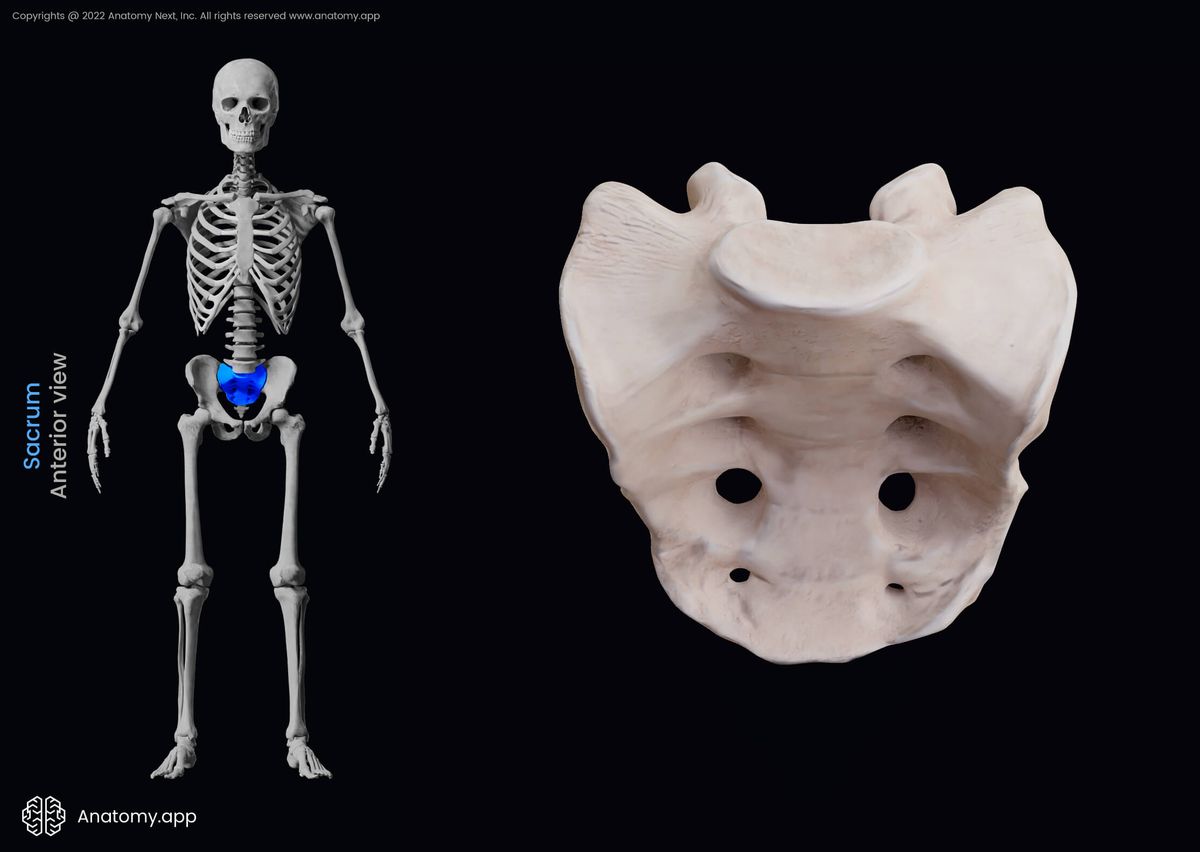 Sacrum, Sacral vertebrae, Vertebrae, Anterior view, Spine, Vertebral column, Human skeleton