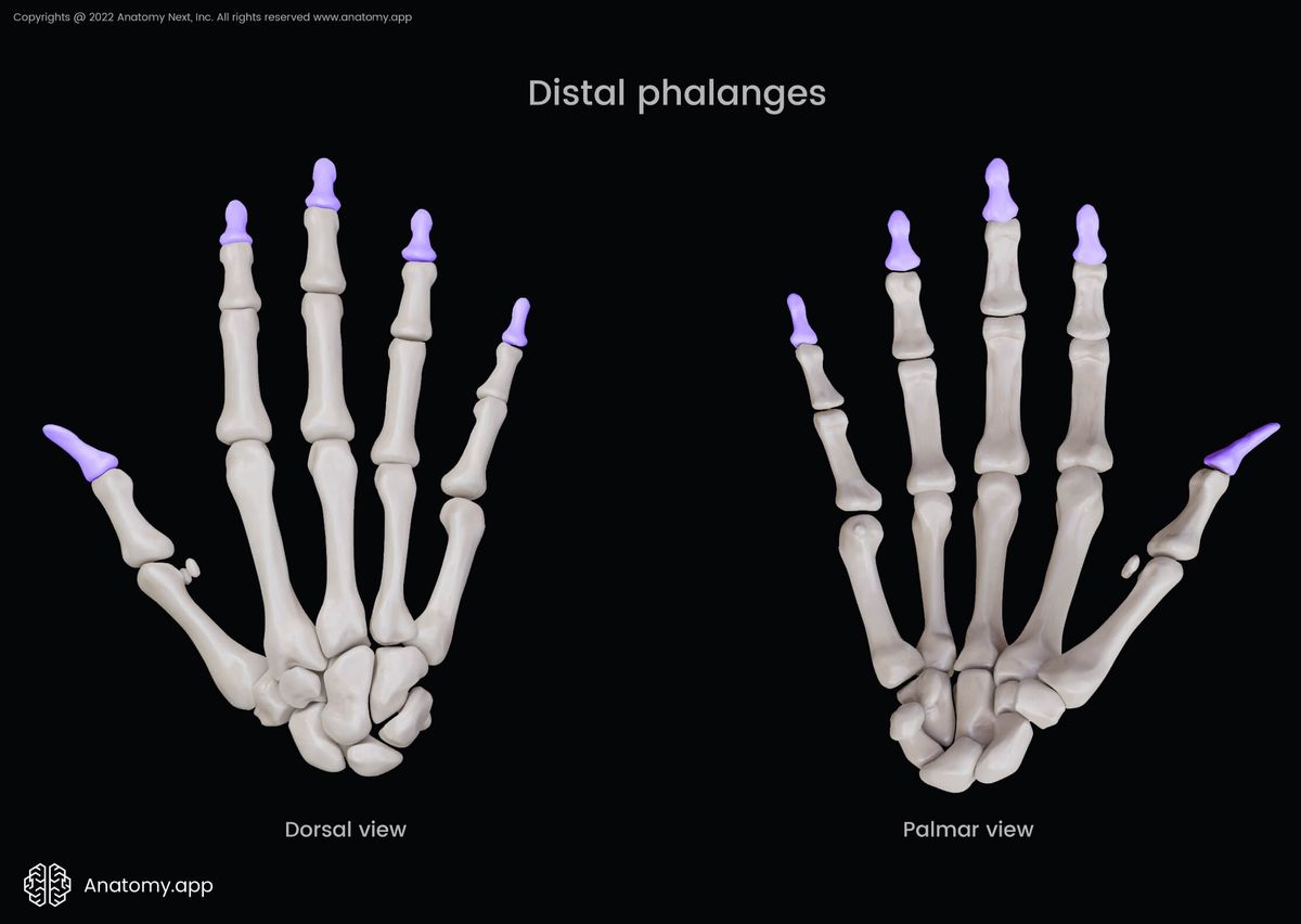 Phalanges of hand, Phalanges, Distal phalanges, Bones of hand, Hand bones, Human hand, Metacarpals, Carpals