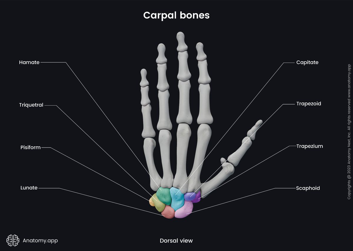 Upper limb, Skeletal system, Hand bones, Hand skeleton, Human skeleton, Carpal bones, Dorsal view, Capitate, Hamate, Trapezium, Trapezoid, Lunate, Scaphoid, Triquetral, Pisiform