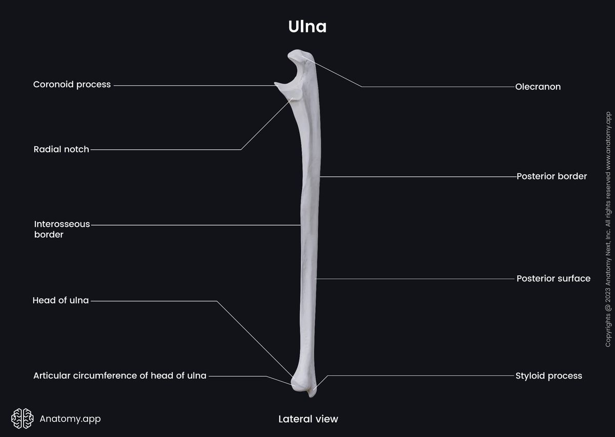 Human skeleton, Upper limb, Bones of upper limb, Bones of forearm, Forearm, Forearm bones, Ulna, Landmarks, Skeleton of forearm, Upper extremity, Skeleton of upper extremity, Lateral view