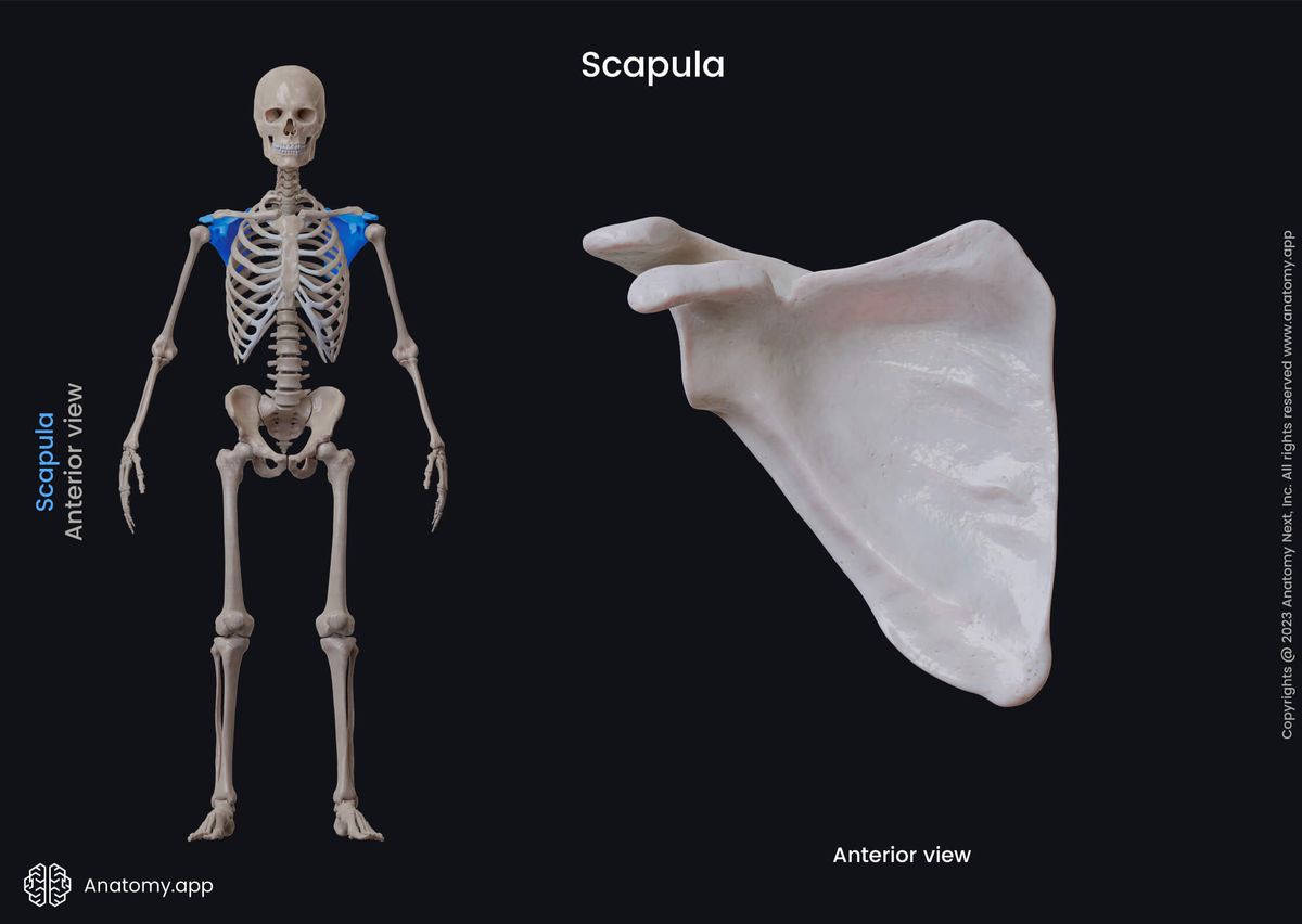 Human skeleton, Skeletal system, Bones of upper extremity, Skeleton of upper limb, Scapula, Anterior surface of scapula, Shoulder girdle, Bones of shoulder girdle, Shoulder blade