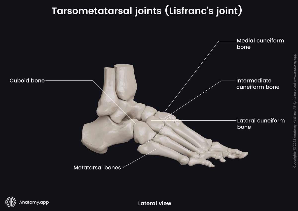 Tarsometatarsal joints, Lisfranc's joint, Human foot, Foot skeleton, Metatarsals, Tarsals, Tarsal bones, Lateral view