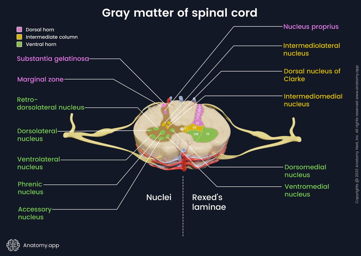 Spinal cord, Cross section, Gray matter, Nuclei of spinal cord, Rexed's laminae