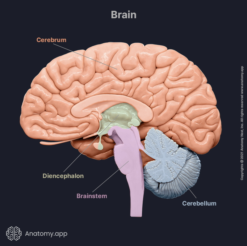 Brain, cerebrum, diencephalon, midbrain, cerebellums, anatomy of brain