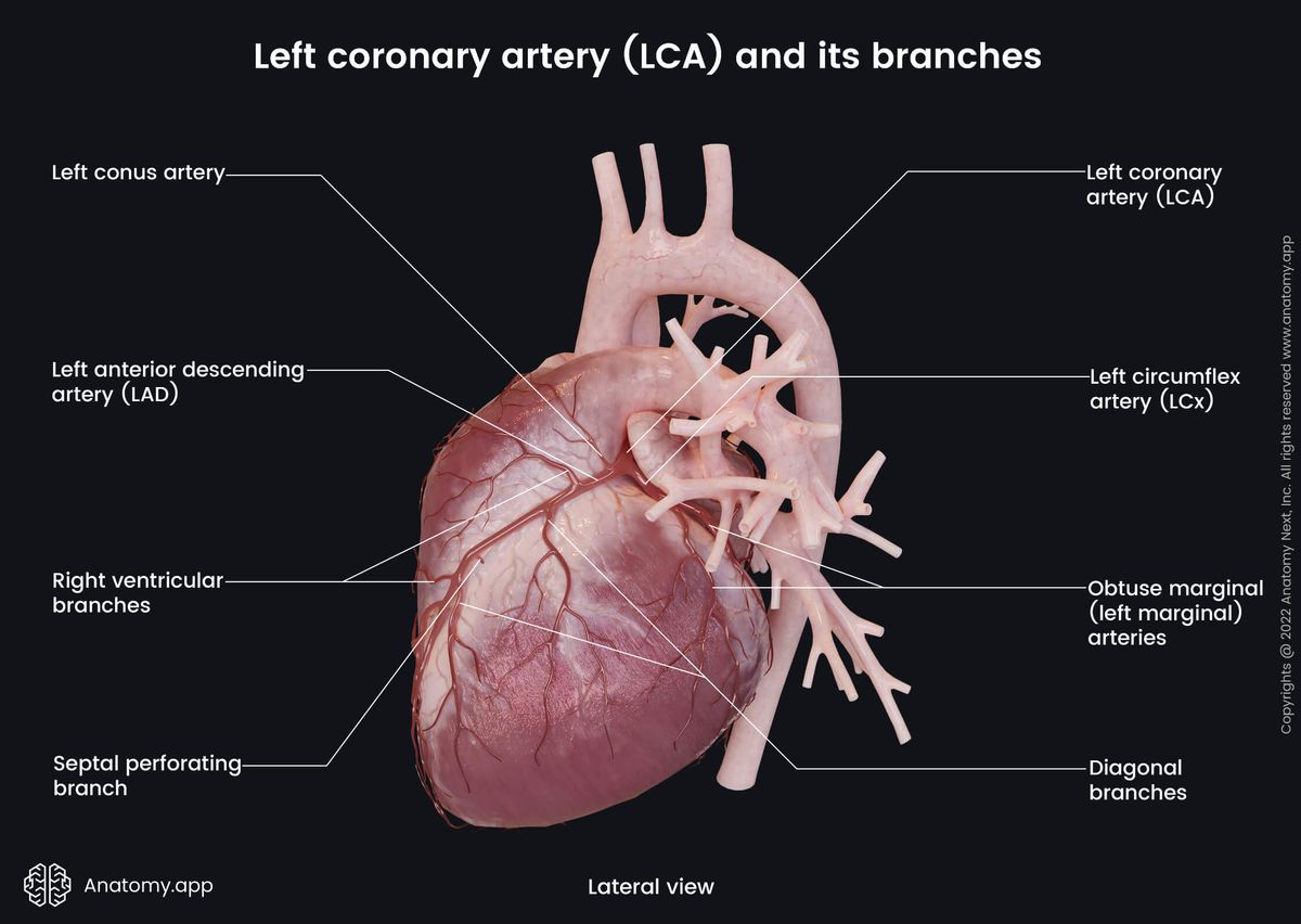 Heart, Coronary circulation, Coronary arteries, Left coronary artery, Branches, Left circumflex artery, Left anterior descending artery, Anterior view