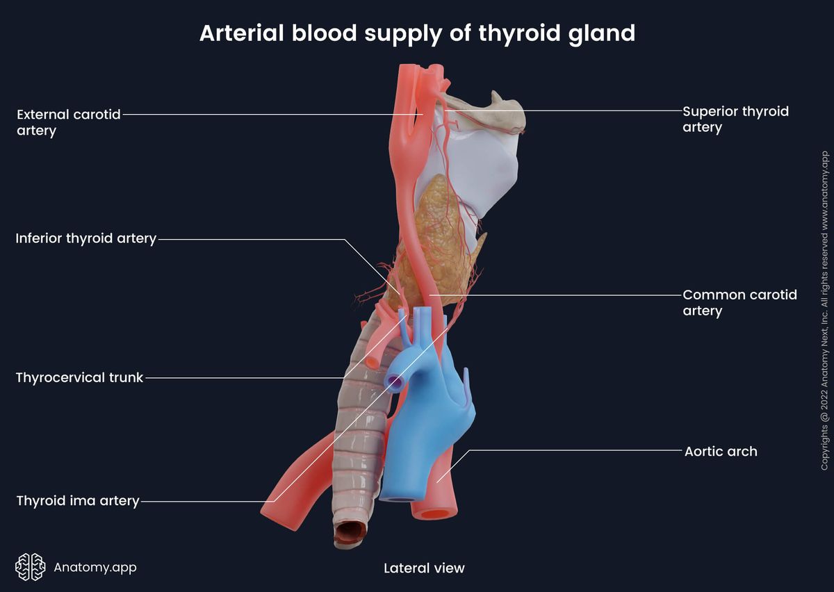 Thyroid gland, Blood supply, Arteries, Veins, Larynx, Trachea, Lateral view, External carotid