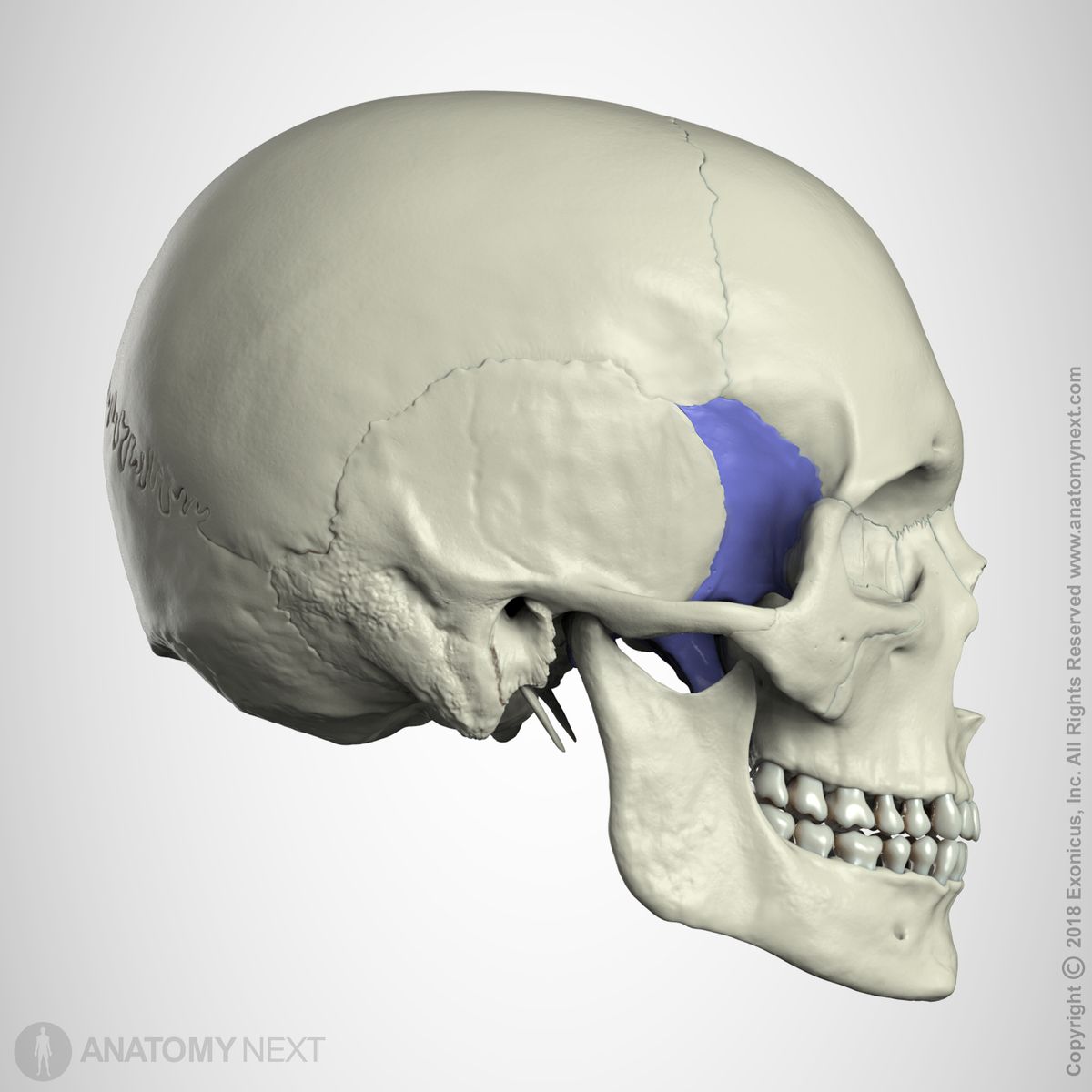 Skull, sphenoid bone colored purple, lateral view